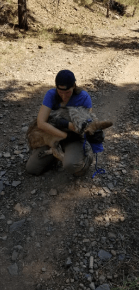 Wildlife technician holding wolf pup while kneeling on dirt path