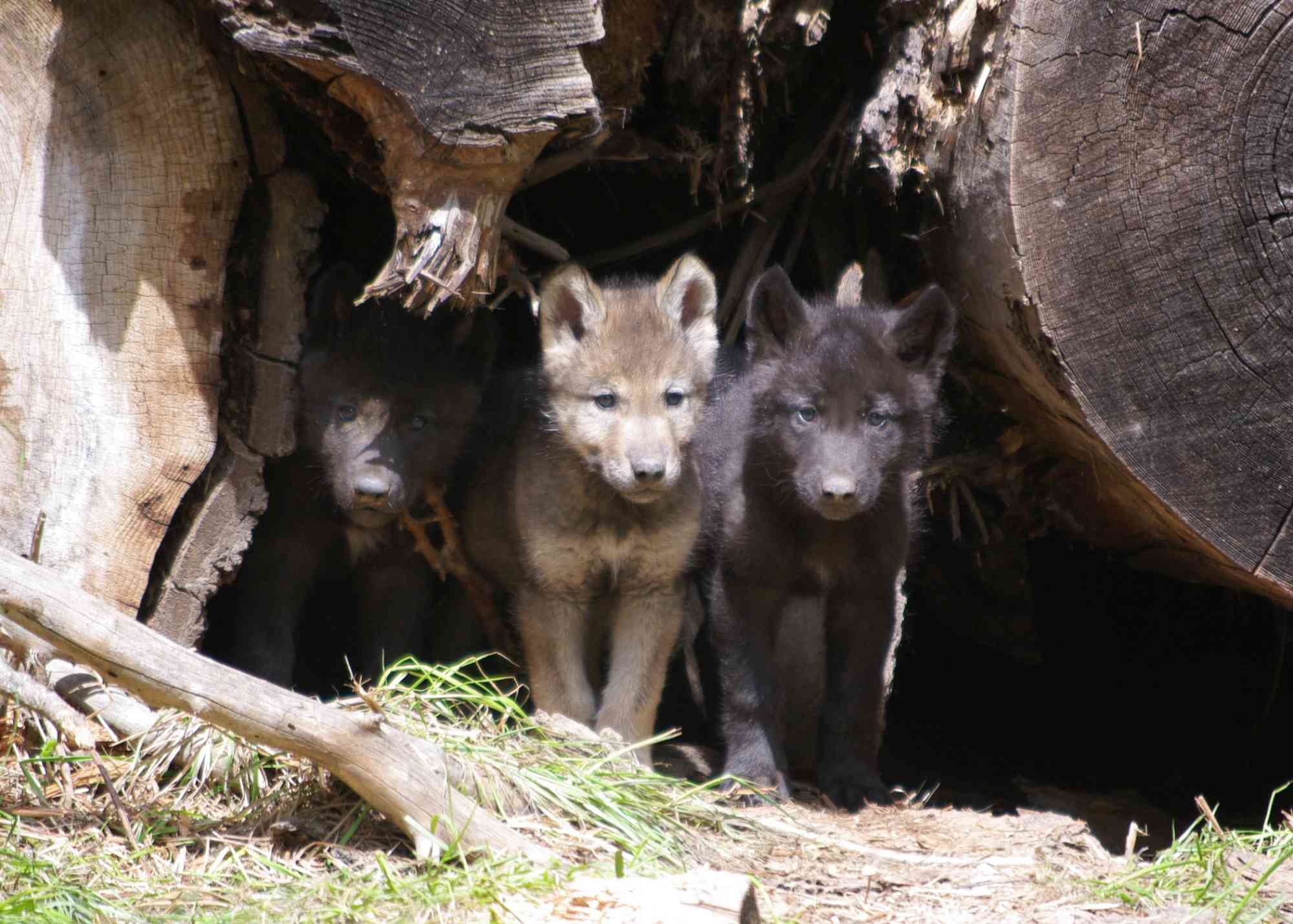 Wenaha Pack gray wolf pups, Oregon