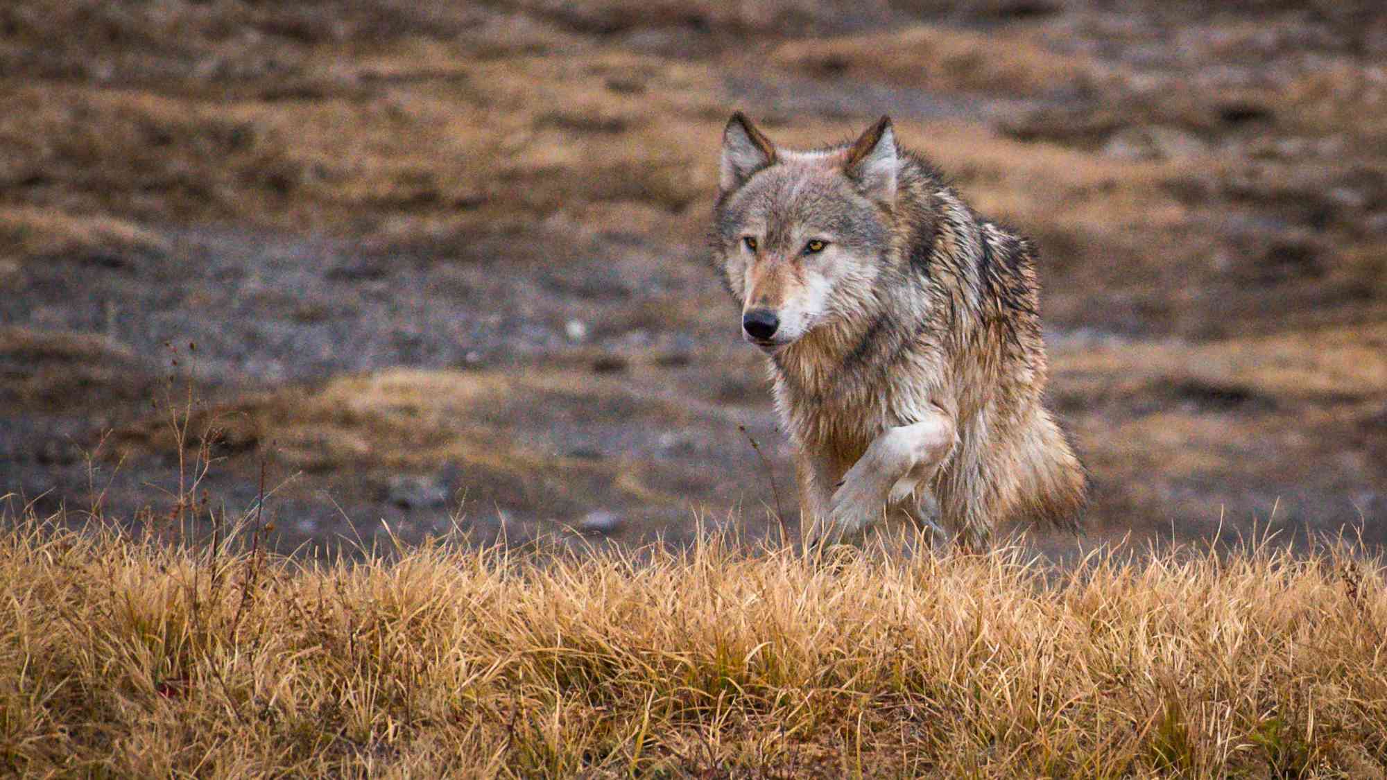 Gray Wolf - Idaho