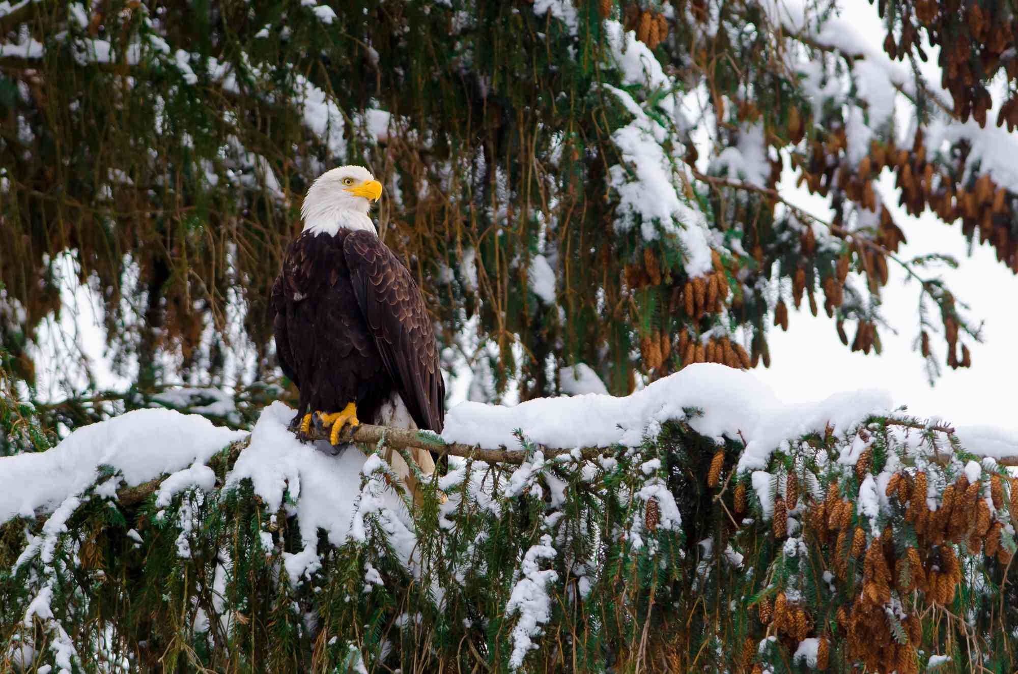 Bald Eagle in a Snowy Tree - Ottawa - Canada