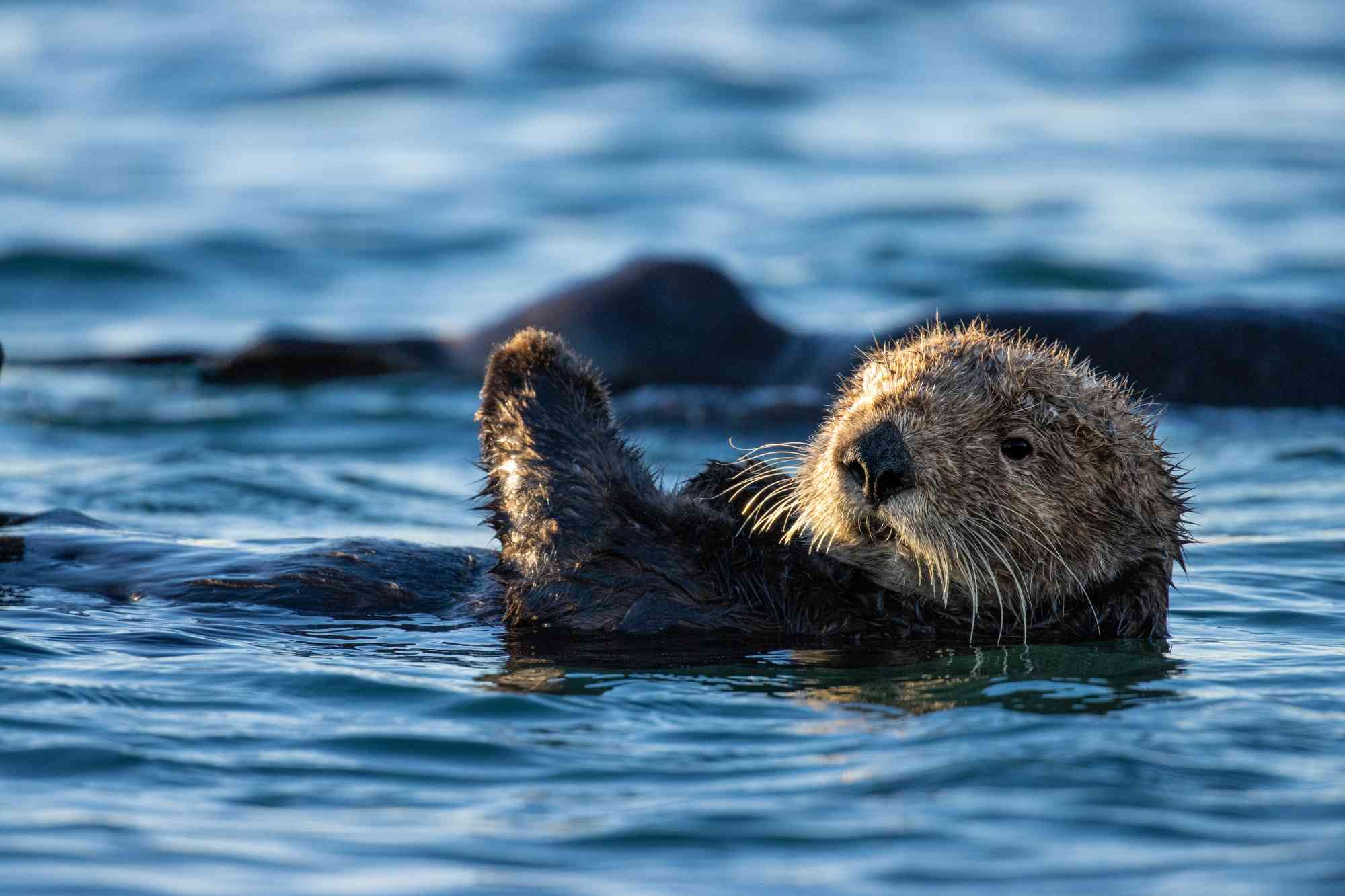 A sea otter in Monterey Bay
