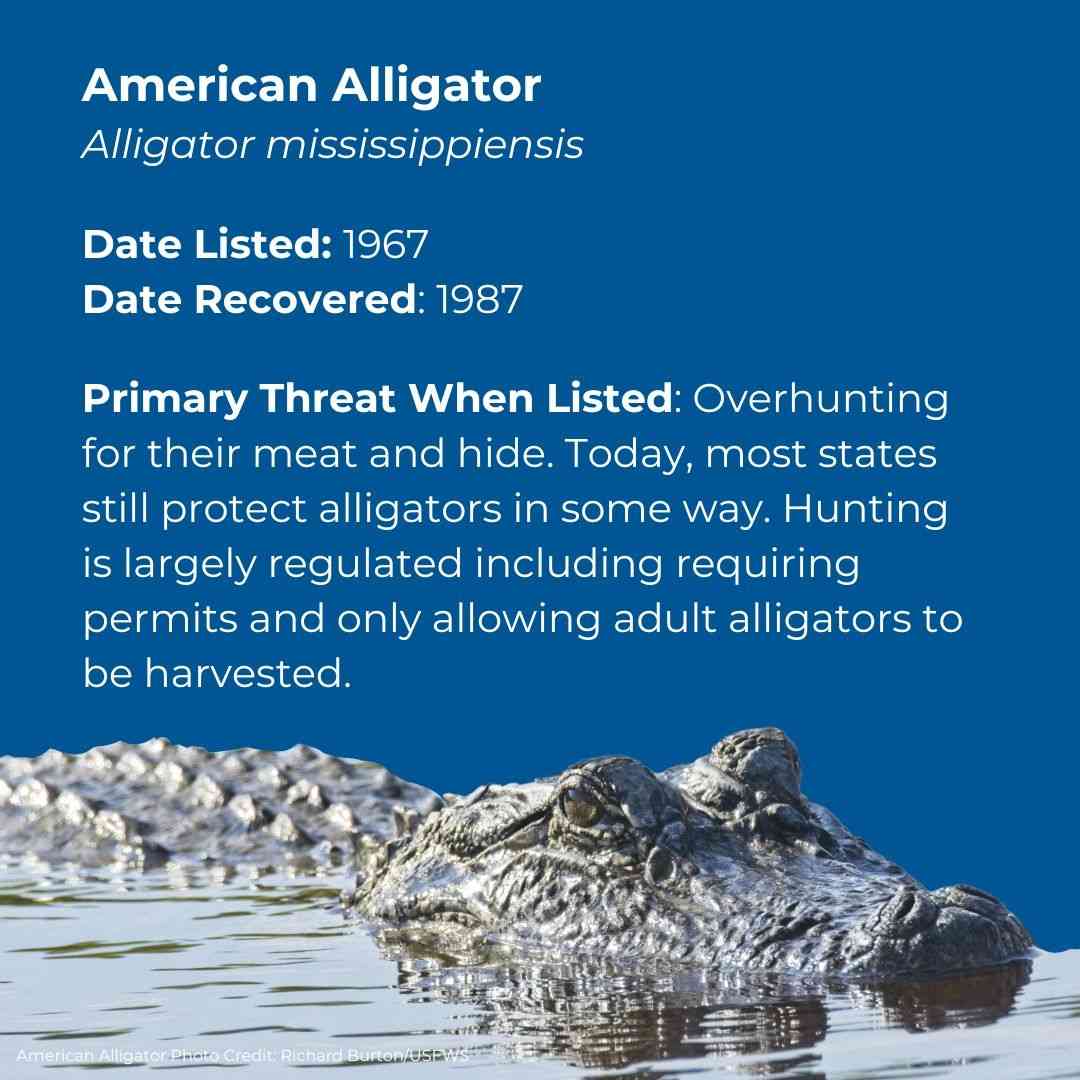 American Alligator Alligator mississippiensis Date Listed: 1967 Date Recovered: 1987 Primary Threat When Listed: Overhunting for their meat and hide. Today, most states still protect alligators in some way. Hunting is largely regylated including requiring permits and only allowing adult alligators to be harvested. 