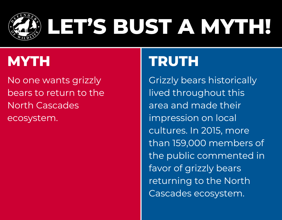 Let's Bust a Myth - Grizzly blog graphic 5