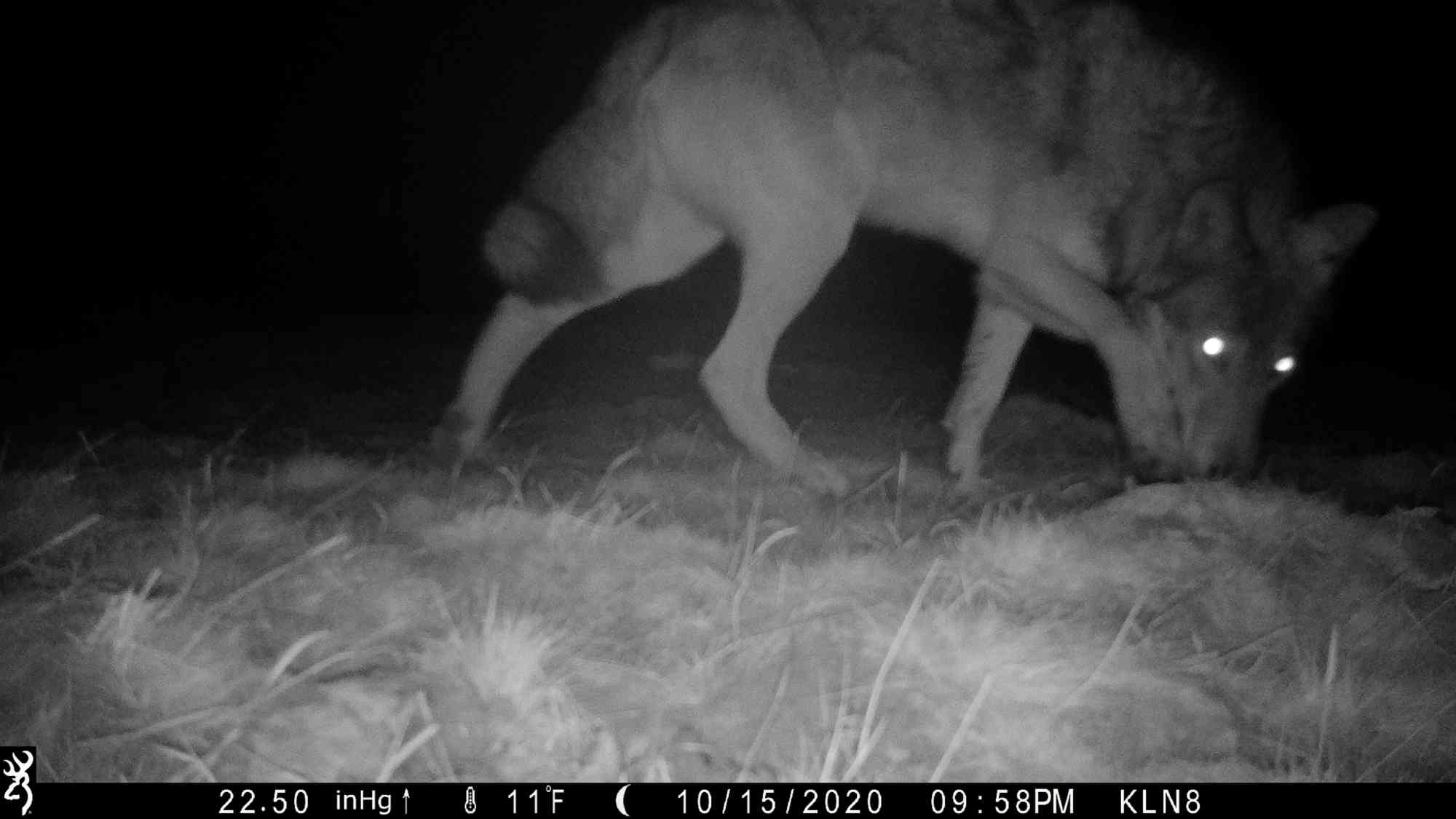 2020.10.15 - Gray wolf caught on camera trap sniffing - Northwest Colorado - Defenders of Wildlife
