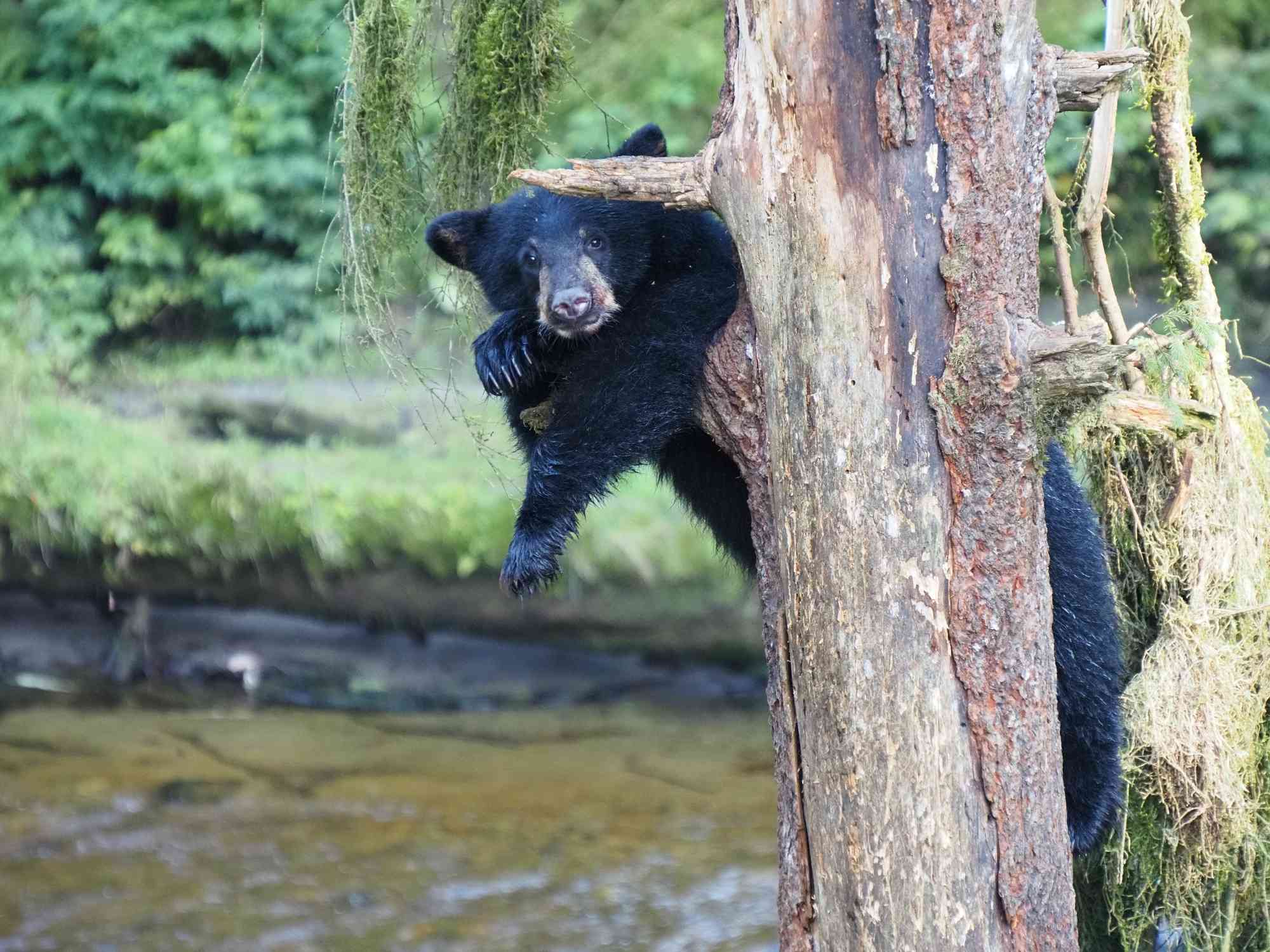 2023.08.22 - Black bear cub hanging in tree - Tongass National Forest, Alaska - © Jennifer Kardiak-USDA