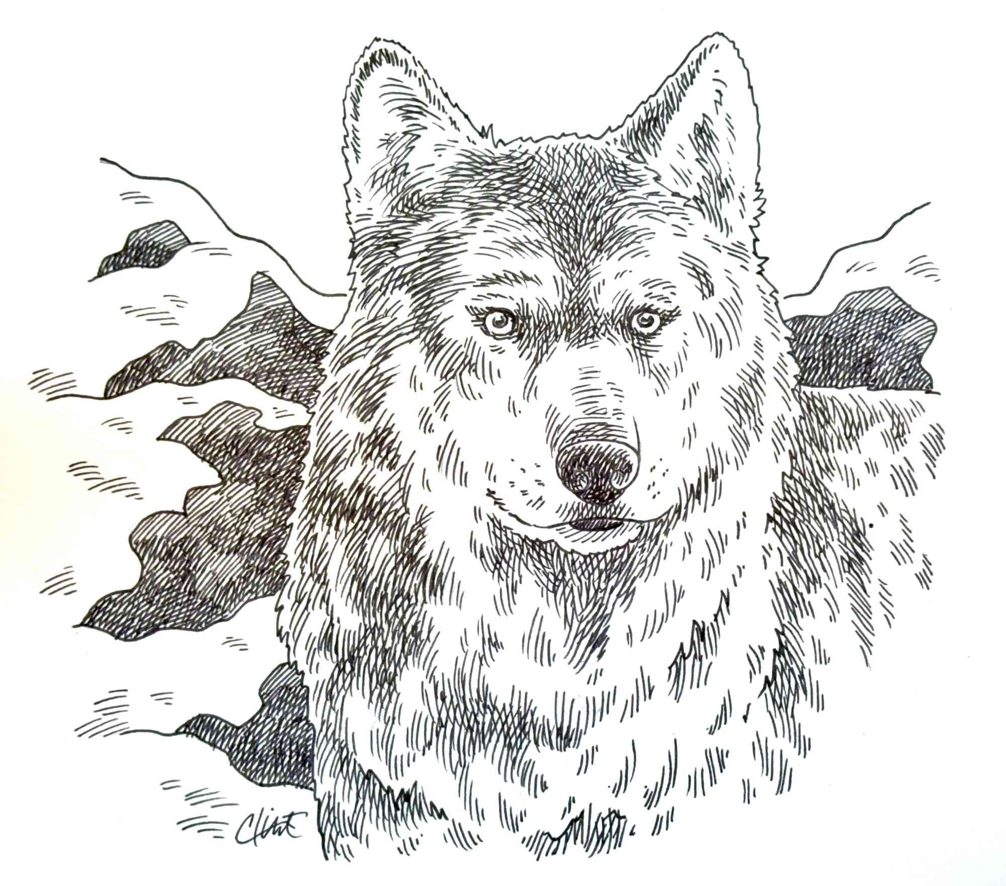 Clint McKnight's Wolf Illustration