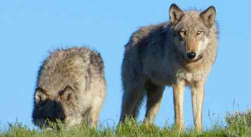 Gray wolves, © Jeffrey Vest