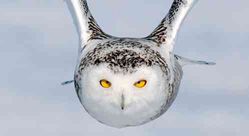 snowly owl