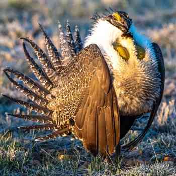 Male Greater Sage-Grouse in courtship display at lek