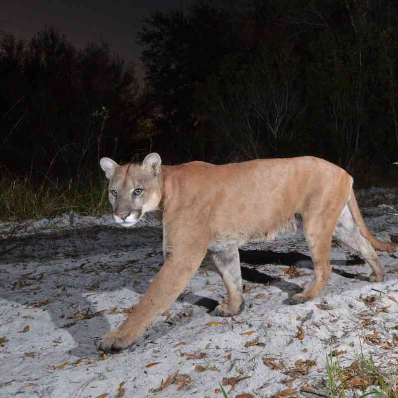 Florida Panther walking at night