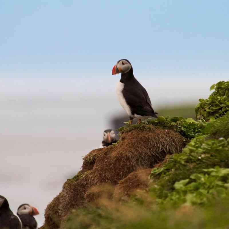 Atlantic puffins in Iceland