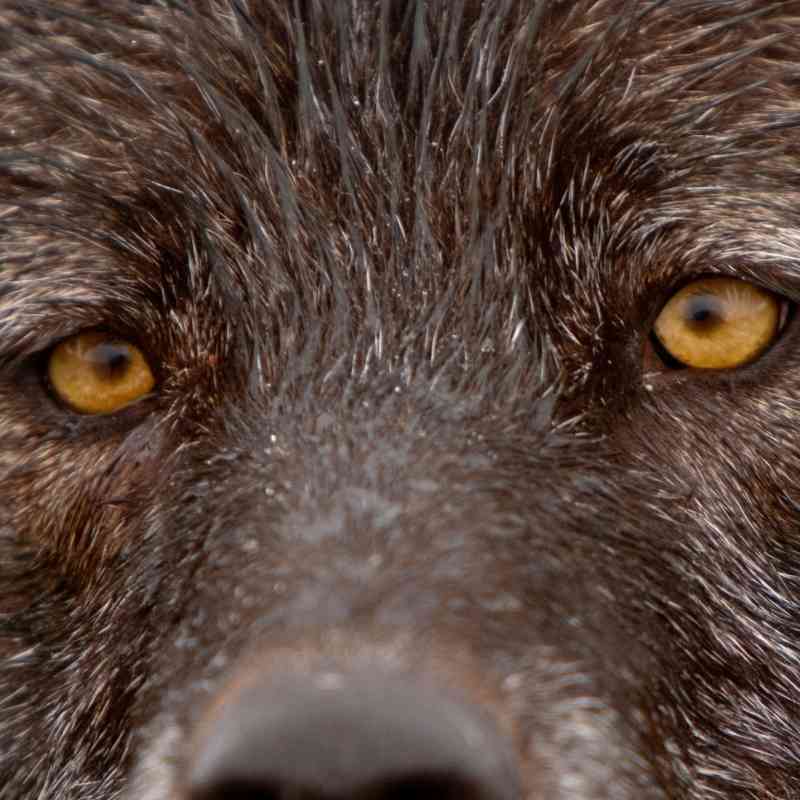 Gray wolf eyes Denali AK 