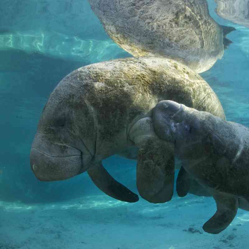 Manatee with baby