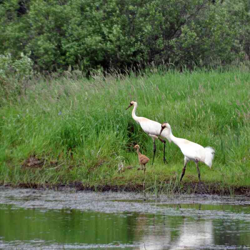 Whooping crane family