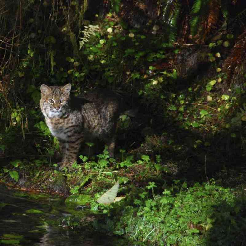 Bobcat along Taft Creek