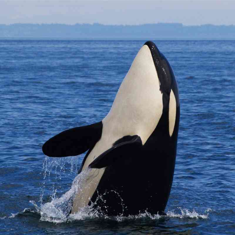 Young J-Pod Southern Resident Orca - Straight of George - British Columbia - Canada - Katie Jones