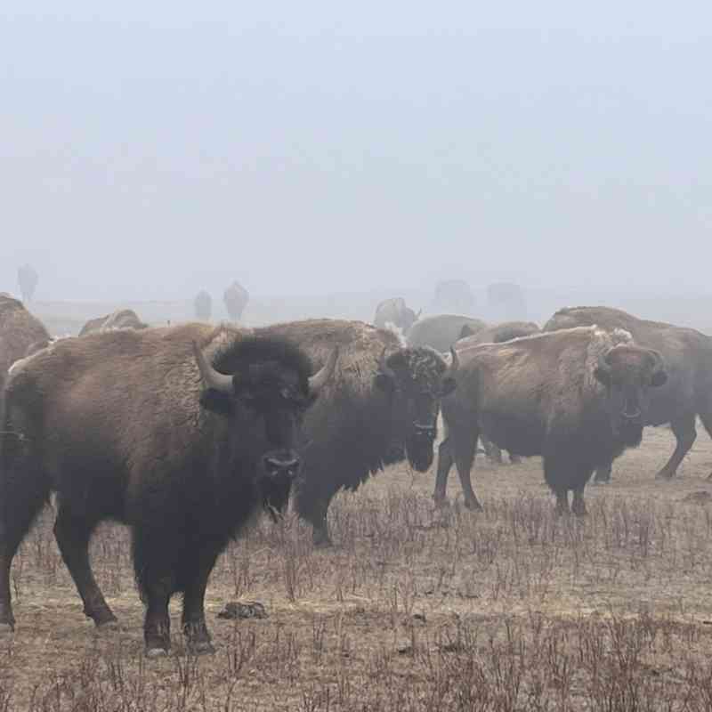 2024.03.01 - Bison in Field - Montana - Chamois Andersen-DOW