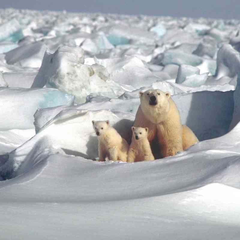 2001 - Polar Bears - Mom and Cubs - Steven Amstrup USGS.jpg