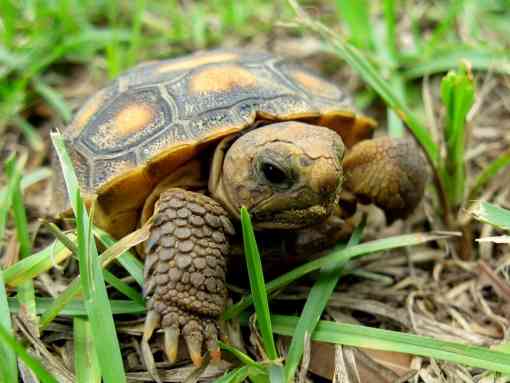Juvenile Gopher Tortoise