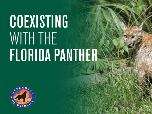 Coexisting with the Florida Panther Video Thumbnail