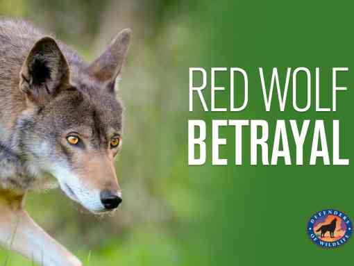 Red wolf betrayal thumbnail