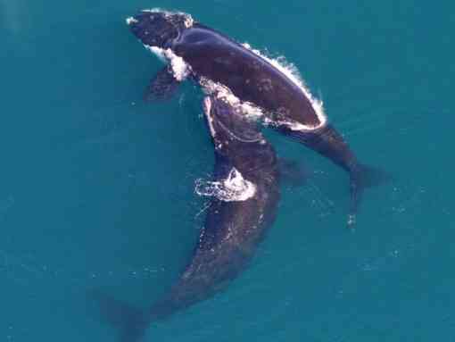 Two North Atlantic Right Whales - Gray's Reef National Marine Sanctuary 