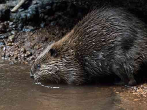 Beaver, © Chris Canipe