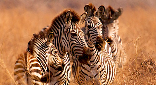 Basic Facts About Zebras | Defenders of Wildlife